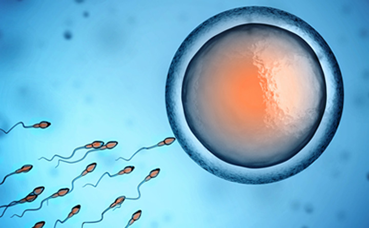 试管婴儿的三种不同类型和体外受精周期中的各个步骤